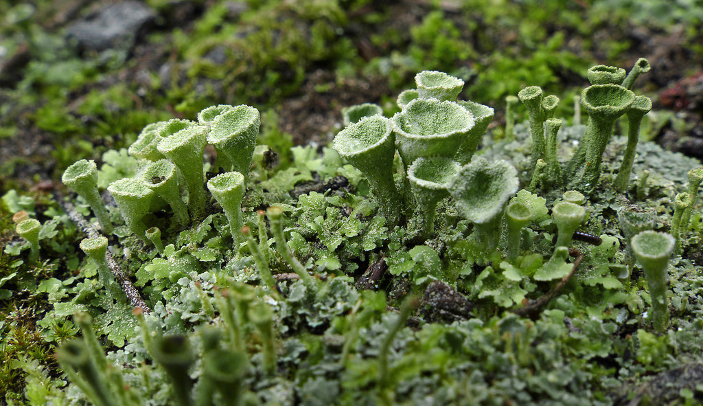 Представитель Семейства Cladoniaceae